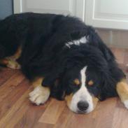 Blanding af racer mischa