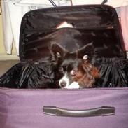 Blanding af racer Gizmo