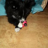 Blanding af racer Gizmo