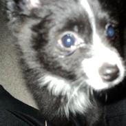 Blanding af racer Gizmo