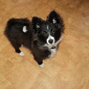 Blanding af racer Gizmo