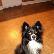 Blanding af racer Gizmo