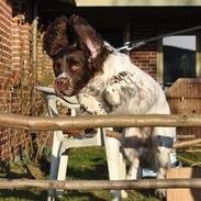 Engelsk springer spaniel Hannibal<3