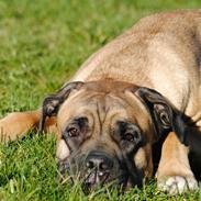 Cane corso Rimmer`s Cane Corso Silva 