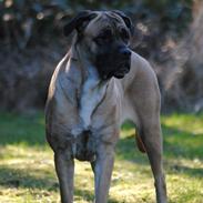 Cane corso Rimmer`s Cane Corso Silva 
