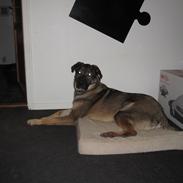 Blanding af racer Kodak