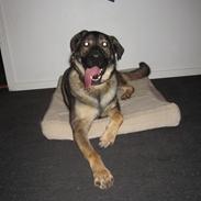 Blanding af racer Kodak