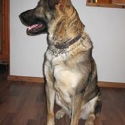 Blanding af racer Kodak