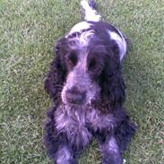 Cocker spaniel Perle