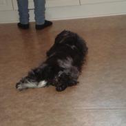 Cocker spaniel Perle