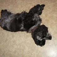 Cocker spaniel Perle