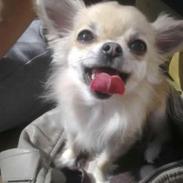 Chihuahua Lille dianco