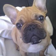 Fransk bulldog Bumle