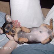 Blanding af racer Simba