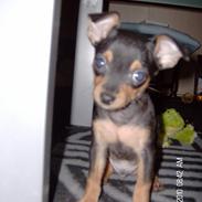 Blanding af racer Simba