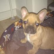 Fransk bulldog Bumle