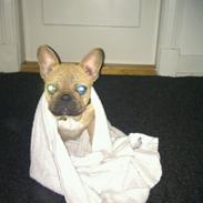 Fransk bulldog Bumle