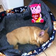 Fransk bulldog Bumle