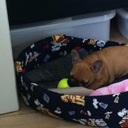 Fransk bulldog Bumle