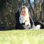 Japansk spids Kookoo