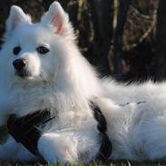 Japansk spids Kookoo