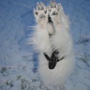 Japansk spids Kookoo