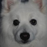 Japansk spids Kookoo