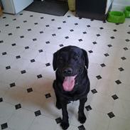 Labrador retriever Bamse