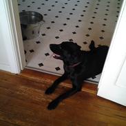 Labrador retriever Bamse