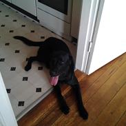 Labrador retriever Bamse