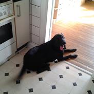 Labrador retriever Bamse