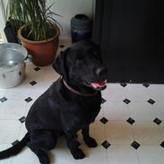 Labrador retriever Bamse