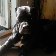 Cane corso Freja