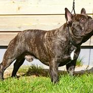 Fransk bulldog OSCAR