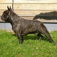 Fransk bulldog OSCAR
