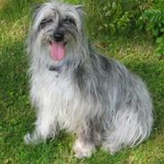 Pyrenæisk hyrdehund Happybeast Columbine (Crazy)