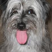 Pyrenæisk hyrdehund Happybeast Columbine (Crazy)