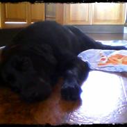 Labrador retriever Balder | spring hund |