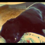 Labrador retriever Balder | spring hund |