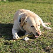 Labrador retriever | Mathilde.