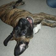 Blanding af racer Grand Danois/Mastif Tigerdyr