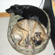 Blanding af racer Grand Danois/Mastif Tigerdyr