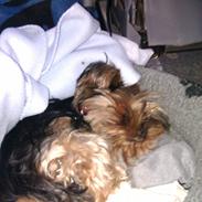 Yorkshire terrier Sille<3<3