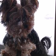 Yorkshire terrier Sille<3<3