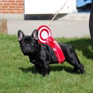 Fransk bulldog Aabech Fabius Maximus