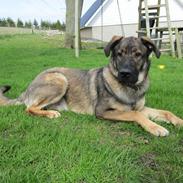 Blanding af racer Kodak