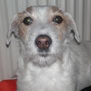 Jack russell terrier Zille