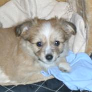 Blanding af racer Arne