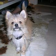 Blanding af racer Arne