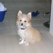 Blanding af racer Arne